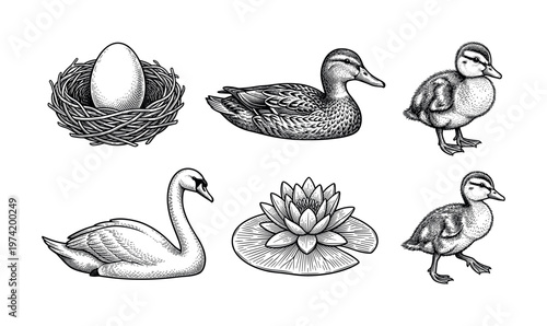 A set of vintage engraved illustrations. Includes duck, swan, ducklings, nest, and water lily. Perfect for classic branding, packaging, and elegant nature-themed designs.