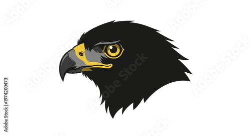 Close up of eagle bird head.