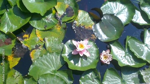 Foto water lily in the pond
