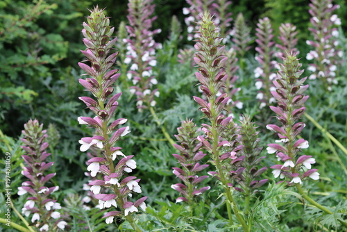 Tableau sur toile Acanthus spinosus or armed bear's breeches flower spikes