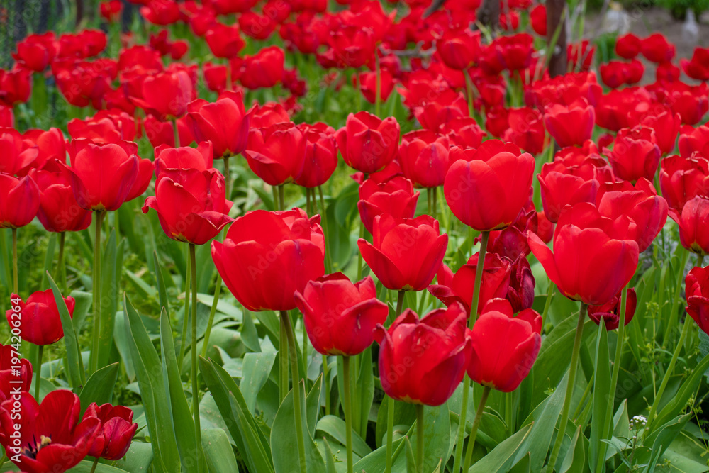 Fototapeta premium Spring blossom of the red tulips in the garden