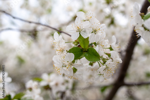 Spring blossom of the cherry trees