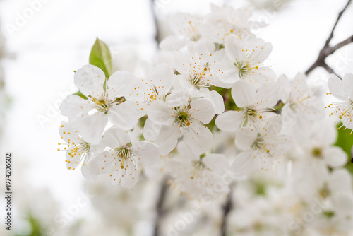 Spring blossom of the cherry trees