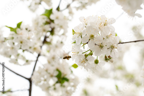 Spring blossom of the cherry trees