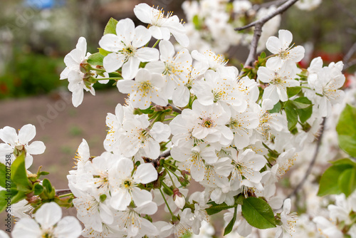 Spring blossom of the cherry trees