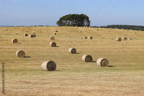 Foto Rural field in summer full of round hay bales