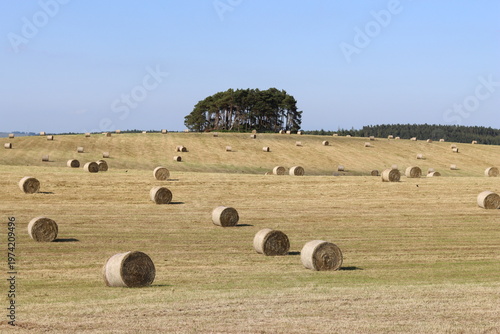 Rural field in summer full of round hay bales