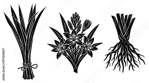 Set of lemongrass plant icons with bundled stalks and blooming flowers.