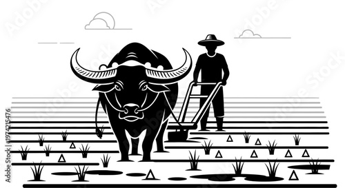 Man and oxen in agriculture field.