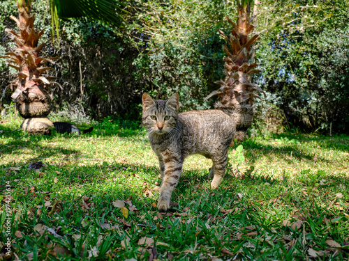 cute stray cat sitting on the grass in a green city park