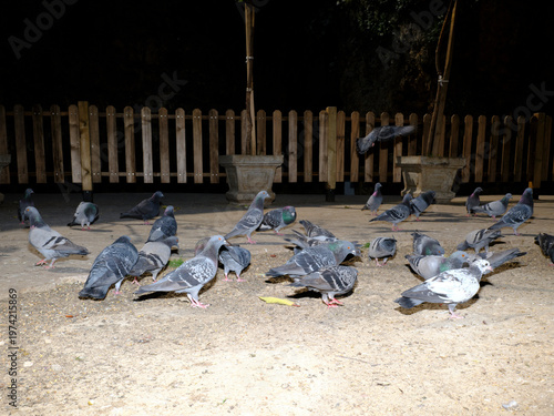 urban wildlife with pigeons eating together on a park floor