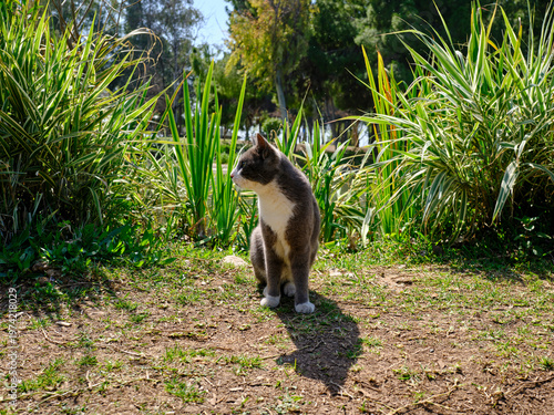 cute stray cat sitting on the grass in a green city park