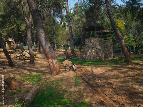 single sturdy mountain goat in a fenced agricultural enclosure outdoors