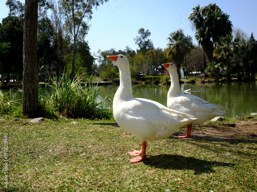 beautiful white domestic geese grazing on a sunny park lawn