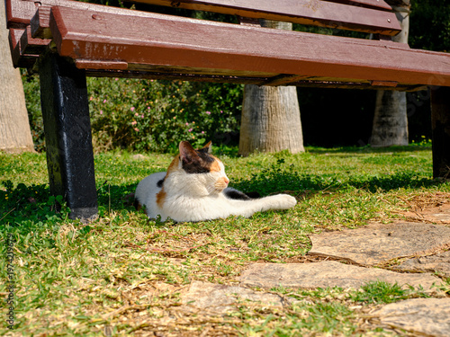 cute stray cat sitting on the grass in a green city park