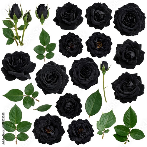 An arrangement of black roses in various stages of bloom and with their green leaves against a white background