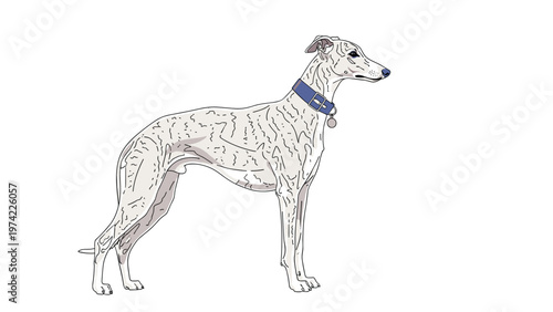 Profile view of a slender and elegant greyhound dog with a white coat and subtle brown patterns wearing a blue collar.