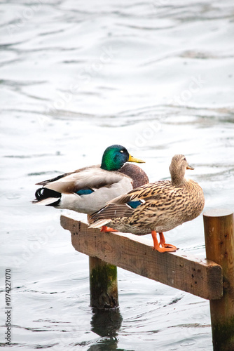 Waterfowl, bird, animal concept. A pair of mallard (Anas platyrhynchos) ducks are perched on a wooden structure by the sea or lake. Ornithology. Couple mallard. Vertical photo.	