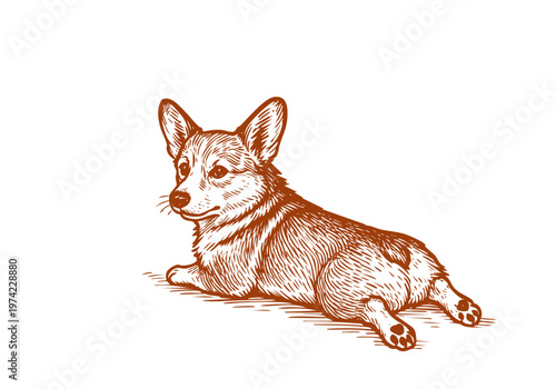 Corgi dog hand drawn sketch vector illustration pet