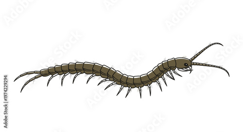 Closeup of a centipede crawling slowly.