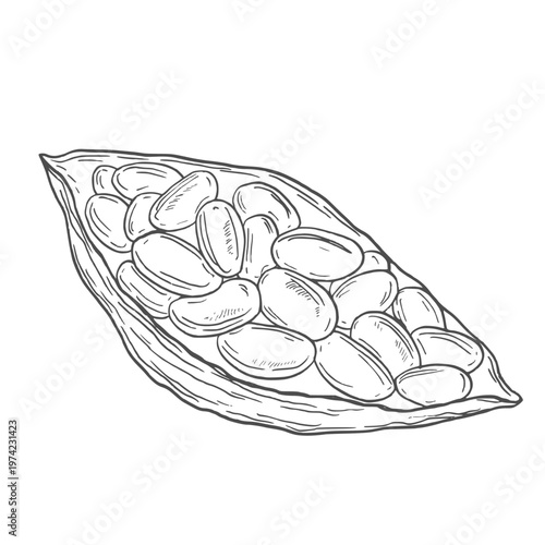 Organic cocoa beans for chocolate products in ink sketch art for graphic design packaging labels for promotional and print or digital artwork