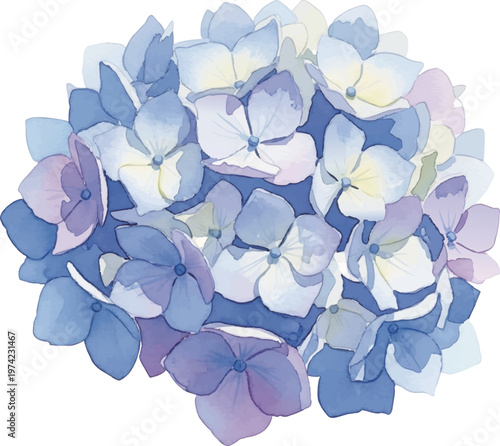 青と紫色の紫陽花の水彩風イラスト