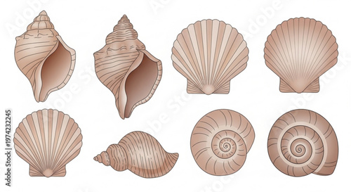 A collection of various seashells in a vector graphic illustration