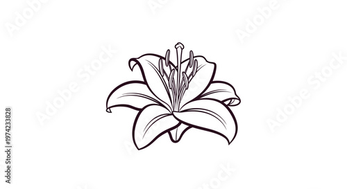 Cuadro en lienzo Black outline lily flower drawing illustration