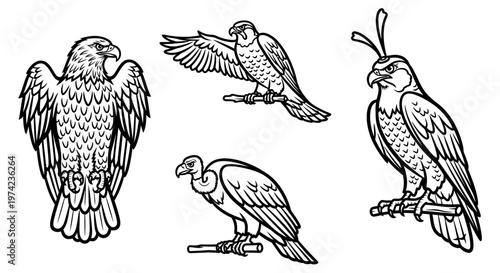 Four Vultures in Different Poses Illustration.