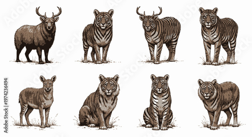 Seven brown tigers and bulls standing.