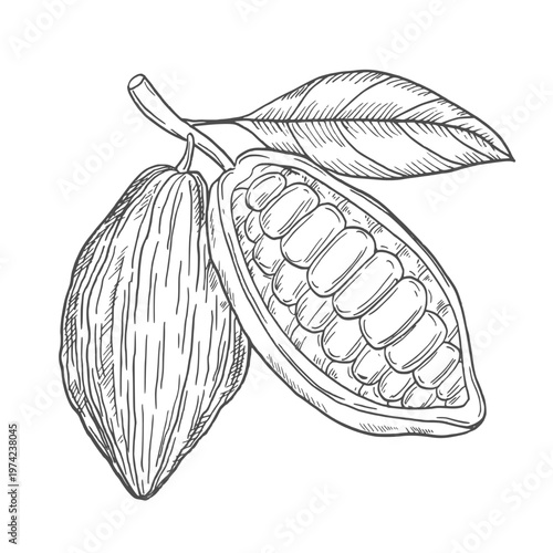 Hand Drawn Cacao Illustration. Cacao bean Engraving Line Art Vector Collection
