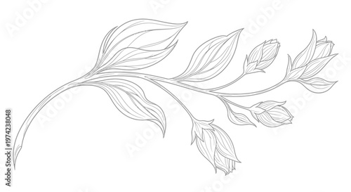 Delicate botanical line art with leaves and flower buds
