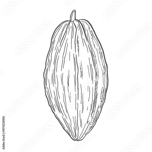 Hand Drawn Cacao Illustration. Cacao bean Engraving Line Art Vector Collection