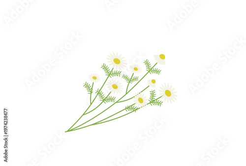 カモミールの花束