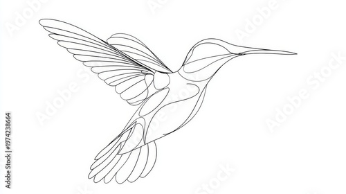 Wallpaper Mural Hummingbird continuous line art, tropical bird, black and white minimal vector illustration  Torontodigital.ca