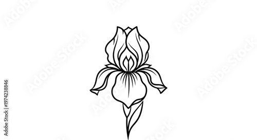 Line art iris flower outline vector on white background