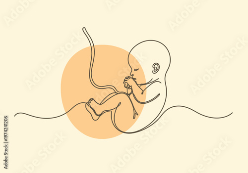 Minimalist continuous line art illustration of a human fetus in the womb with umbilical cord on abstract background, pregnancy and new life concept