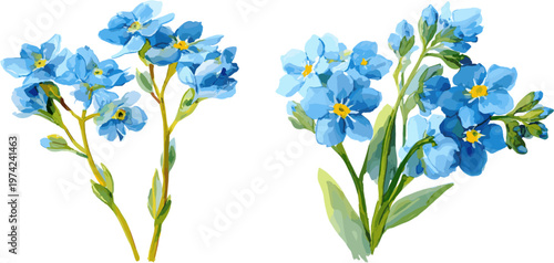 2 sets of forget-me-not flowers with stems and leaves, watercolor vector illustration