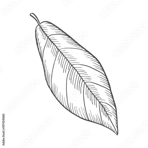 Monochrome vector illustration of walnut tree branch with leaves painted by black inks. Etching drawing of foliage for organic food packaging, herbal product labels, garden center design