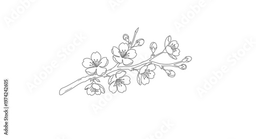 Cherry blossom branch outline drawing with delicate flowers and buds