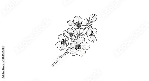 Delicate cherry blossom branch black and white line art illustration