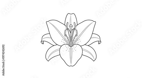 Detailed black and white line art illustration of a lily flower