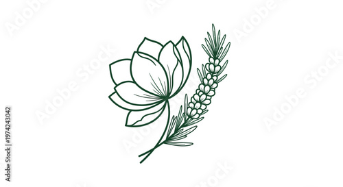 Green line art drawing of magnolia flower and lavender sprig