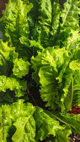 Lush green leafy vegetable plant in garden soil