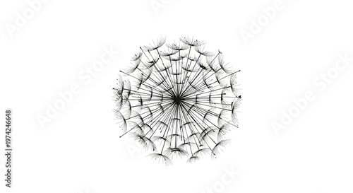 Black and white dandelion seed head botanical illustration