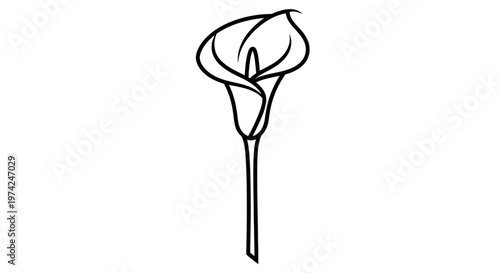 Elegant Calla Lily Flower Black Line Art Icon