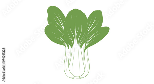 Fresh green bok choy vegetable illustration on white background