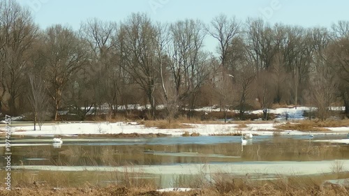 Swans and Seagulls, having returned to their natal pond, swim in the spring meltwater