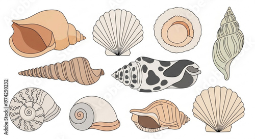 A collection of various seashells in a vector graphic illustration