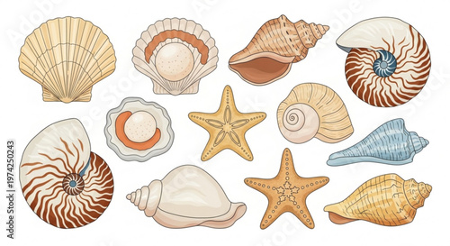 A colorful illustration of various seashells and starfish arranged on a white background